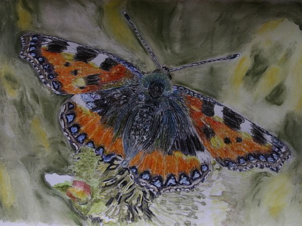 Schmetterling „Kleiner Fuchs“